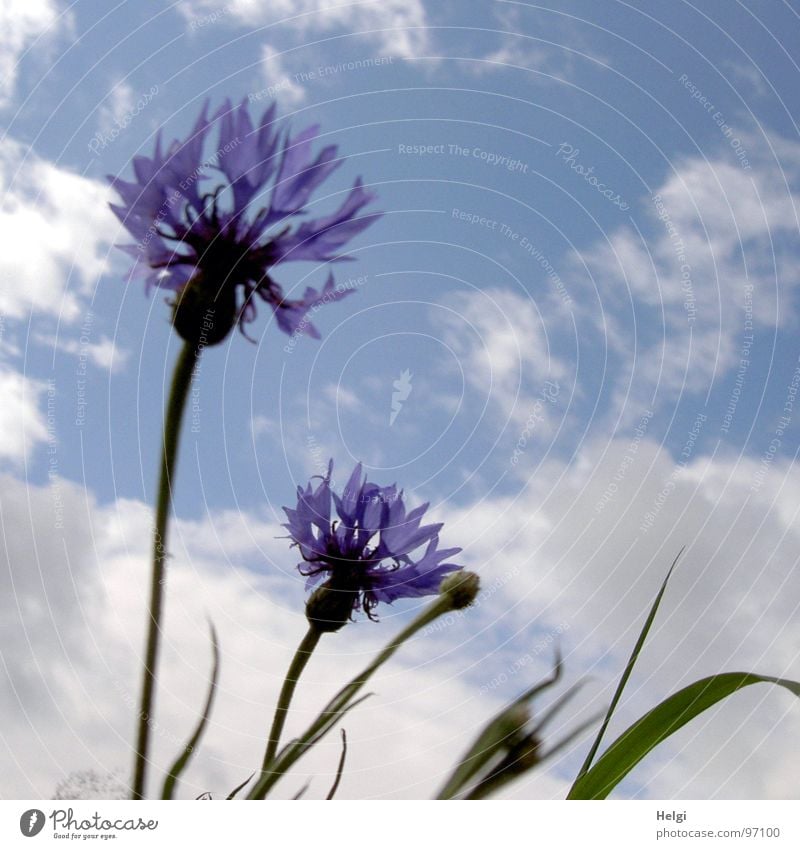 Kornblumen III Blume Blüte Blütenblatt Stengel Halm grün Wolken weiß Sommer Juli Blühend emporragend Feld Straßenrand sommerlich zart filigran blau Himmel