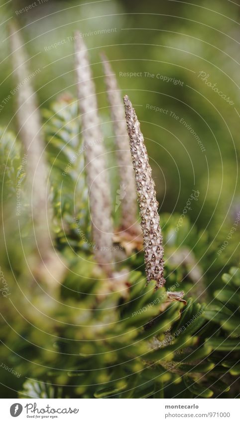 4 Advent Umwelt Natur Pflanze Baum Grünpflanze Wildpflanze Zapfen dünn authentisch einfach hoch klein lang nah natürlich Spitze wild braun grün Farbfoto