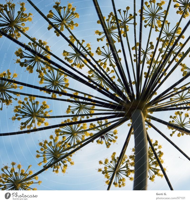 umbles himmelblau Doldenblütler Doldenblüte Blüte Blume Pflanze gelb Stengel Froschperspektive Wolken Dill Regenschirm blossom Natur Perspektive Speichen