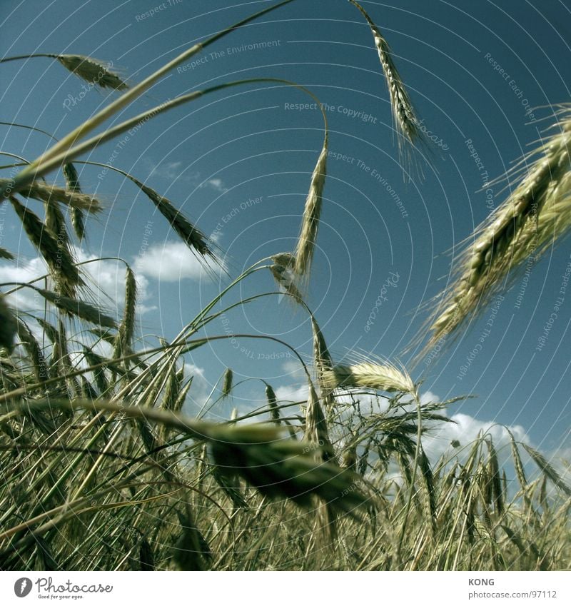 grain is good Korn Ähren Gerste Feld Ackerbau Landwirtschaft durcheinander Himmel Wachstum Halm Sommer Vegetarische Ernährung Hordeum vulgare Ernte reif trocken