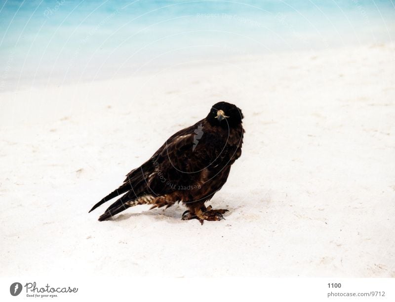 Bussard Greifvogel Vogel Tier Meer Strand Ferien & Urlaub & Reisen Galapagosinseln Wasser Sand zutraulich