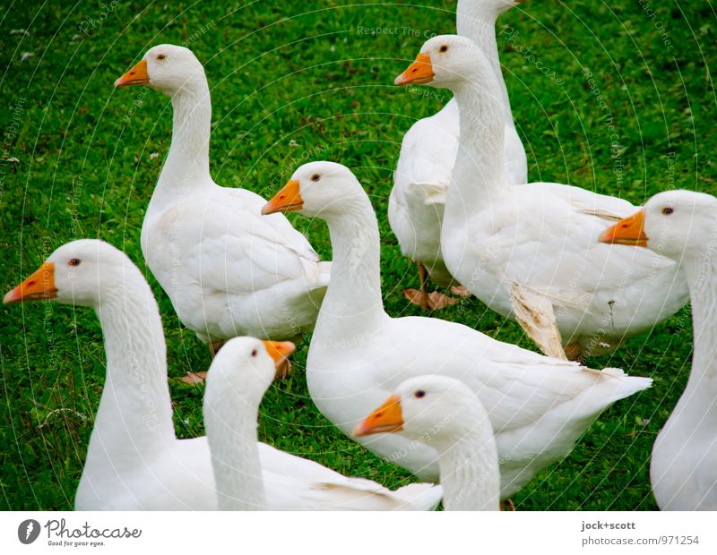 neugierig die Gänse Wiese Nutztier Gans Rudel beobachten authentisch natürlich Neugier Klischee Vertrauen Zusammensein Erwartung Tierhaltung Tierzucht