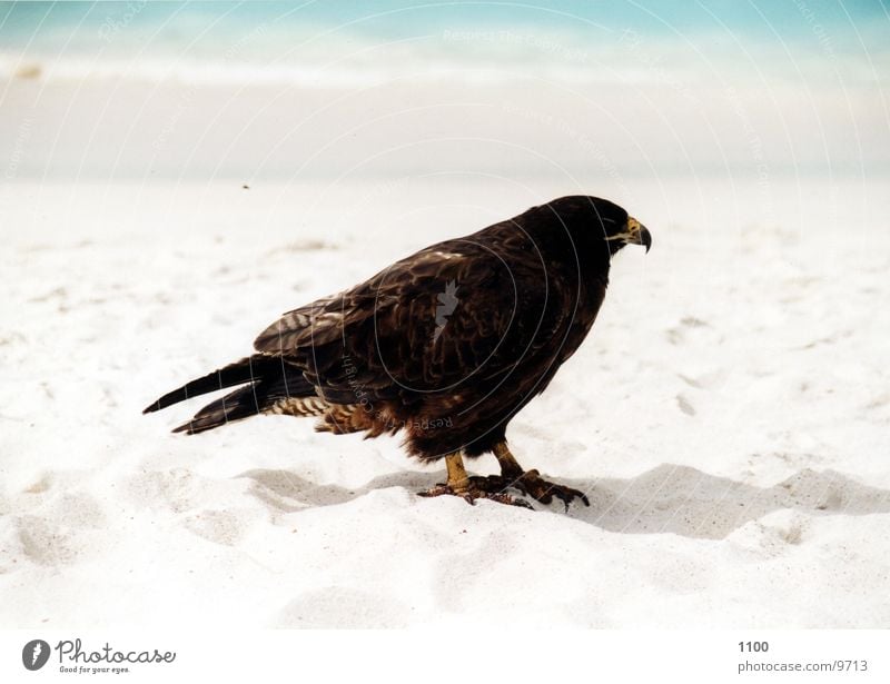 Bussard Greifvogel Vogel Tier Meer Strand Ferien & Urlaub & Reisen Galapagosinseln Wasser Sand zutraulich