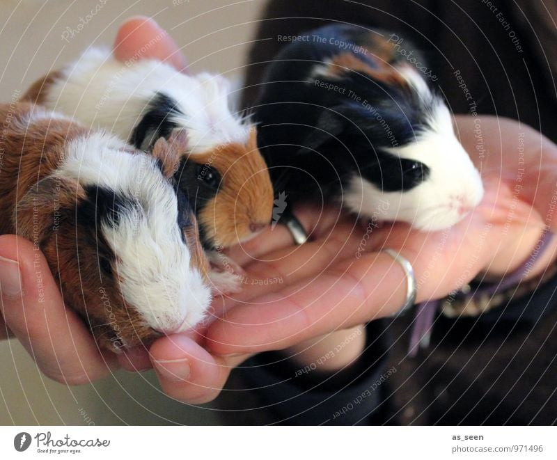 Nachwuchs Hand Finger Haustier Zoo Streichelzoo Meerschweinchen Nagetiere 3 Tier Tiergruppe Tierjunges Tierfamilie sitzen authentisch kuschlig klein weich braun