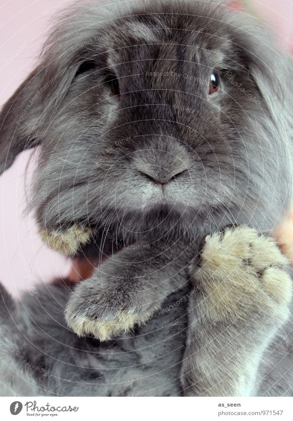 Hasenfuß Ostern Tier Haustier Tiergesicht Streichelzoo Hase & Kaninchen Nagetiere 1 Osterhase Angsthase ästhetisch authentisch außergewöhnlich Coolness frech