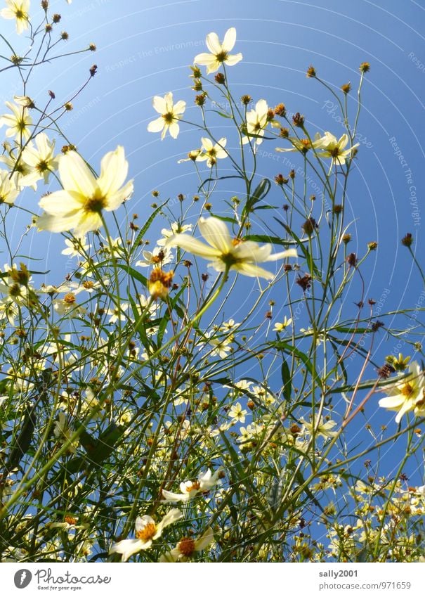 Flowerpower... Pflanze Sommer Schönes Wetter Blume Sträucher Blüte atmen Bewegung Blühend Duft leuchten verblüht Wachstum ästhetisch natürlich wild weiß