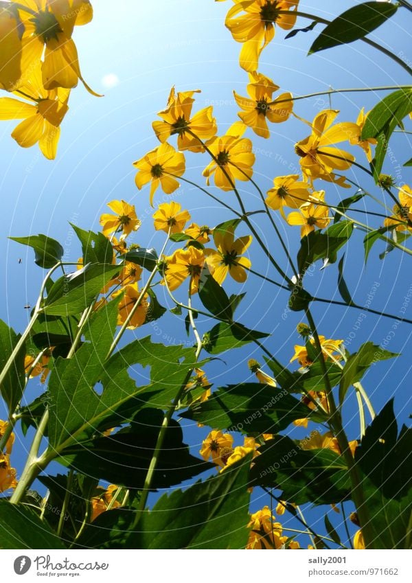 sommerlich... Pflanze Wolkenloser Himmel Sommer Schönes Wetter Blume Sträucher Garten Blühend leuchten Wachstum frei natürlich oben Wärme gelb Fröhlichkeit