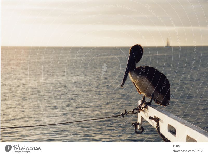 Pelikan Meer Wasserfahrzeug Horizont Volgel sitzen