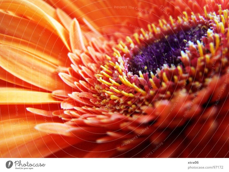 wie die sonne Gerbera Blüte Blütenblatt strahlend zart Blume Pflanze Blütenpflanze rot Sommer sommerlich Physik frisch violett springen Frühling Beiboot Brand