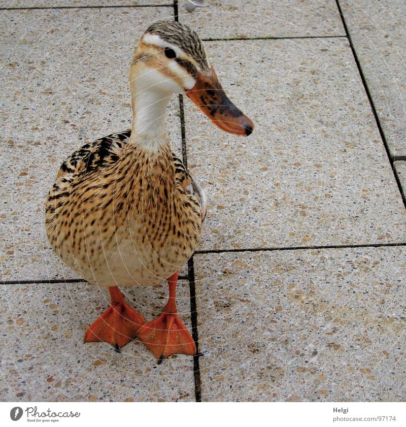 Ente auf Futtersuche auf einem Gehweg in der Stadt Nahrungssuche Appetit & Hunger Feder Federvieh gefiedert Schnabel schön braun weiß Schwimmhilfe Fußgängerzone