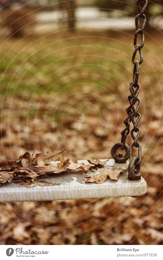 Schaukel in Herbstzeitstimmung Natur Wind Blatt Garten Park Wiese Spielzeug Traurigkeit gelb Gefühle Stimmung trösten Trauer Schmerz Sehnsucht Stress kalt