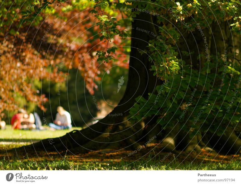 Frühlingserwachen Erholung Schwerin Park Baum Mensch Wiese Sommer Schlosspark Gras Freude Garten Natur mehrere liegen sitzen