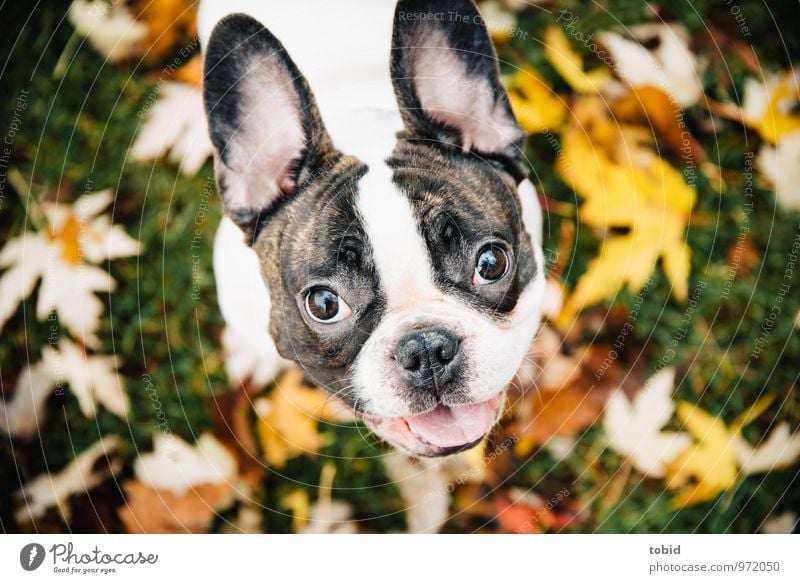 Cardhu Pt. 2 Natur Gras Blatt Herbstlaub Wiese Haustier Hund Tiergesicht Fell Ohr 1 beobachten lachen leuchten klein weich braun gelb grün weiß Bulldogge Zunge