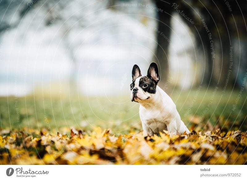 Cardhu Pt. 4 Natur Landschaft Pflanze Herbst Baum Gras Park Wiese Wald Tier Haustier Hund französische buldoge 1 beobachten sitzen frei Fröhlichkeit klein braun