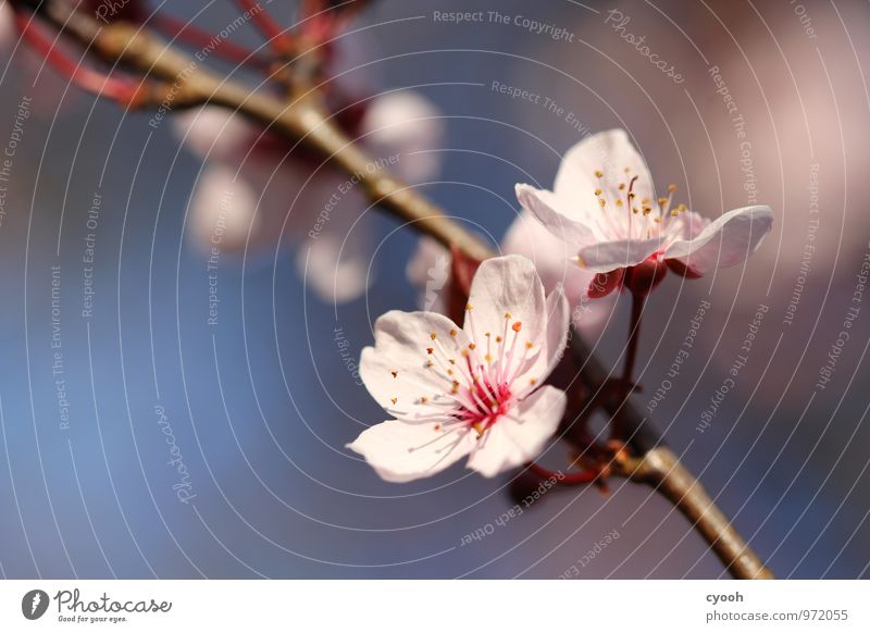 Kirschblüte Frühling Schönes Wetter Blüte Garten Park Blühend Duft frisch neu schön rosa Fröhlichkeit Lebensfreude Frühlingsgefühle Vorfreude Energie Idylle