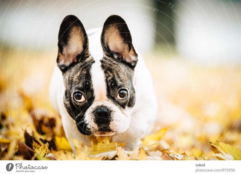 Cardhu Natur Schönes Wetter Blatt Park Wiese Tier Haustier Hund Tiergesicht Fell Französische Bulldogge 1 beobachten Bewegung laufen rennen Blick toben