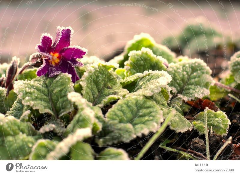 Eisprimelchen Pflanze Sonne Sonnenaufgang Sonnenuntergang Sonnenlicht Herbst Frost Blume Blatt Blüte Kissen-Primel Garten Park Blühend glänzend authentisch kalt