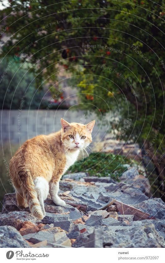 Just another cat Erholung Sommer Natur Tier Mauer Wand Haustier Katze 1 Stein drehen Blick kuschlig wild gelb orange rot Tierliebe Neugier Interesse beobachten