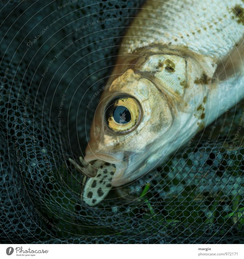 Wenn der Bissen im Halse stecken bleibt..ein Fisch wollte einen Molch verspeisen Lebensmittel Ernährung Angeln Umwelt Natur Tier Nutztier Totes Tier Tiergesicht