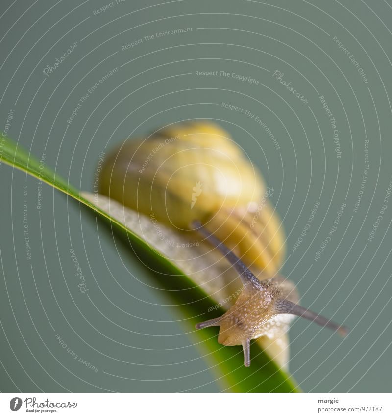 Eine kleine Schnecke auf einem Stängel mit neutralem Hintergrund in großer Unschärfe Umwelt Natur Pflanze Gras Blatt Tier Wildtier Tiergesicht 1 ästhetisch gelb