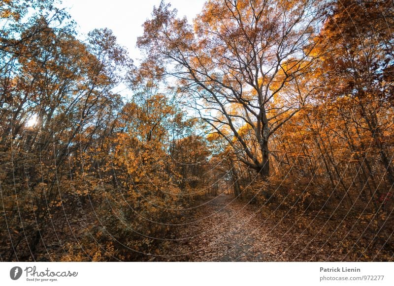 Waldspaziergang Wellness harmonisch Wohlgefühl Zufriedenheit Sinnesorgane Erholung Umwelt Natur Landschaft Pflanze Urelemente Sommer Herbst Klima Schönes Wetter