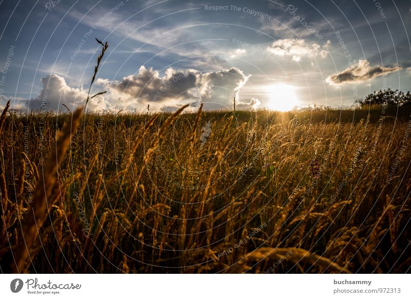 Abendstimmung Sommer Sonne Natur Tier Wolken Sonnenaufgang Sonnenuntergang Gras Wiese blau gelb Stimmung Europa Jahreszeiten Orange deutschland himmel Farbfoto