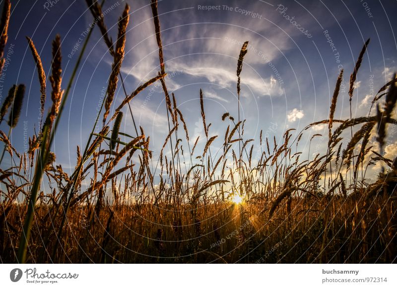 Sonnenuntergang Sommer Natur Tier Wolken Wetter Schönes Wetter Pflanze Gras Wiese Feld blau gelb Stimmung Europa Jahreszeiten Orange deutschland himmel Farbfoto