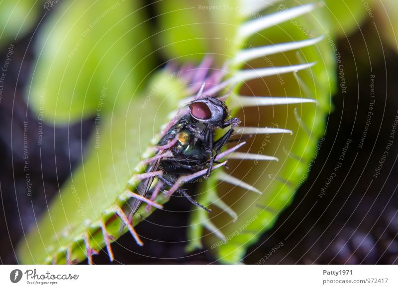 Venusfliegenfalle mit gefangener Fliege Pflanze exotisch dionaea muscipula Fleischfresser 1 Tier festhalten Fressen Jagd stachelig grün makro gefahr verdauen