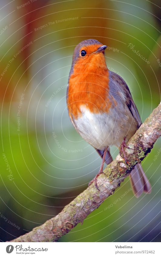 Rotkehlchen Tier Vogel 1 natürlich mehrfarbig grau grün orange rot singvogel Erithacus Farbfoto Außenaufnahme Textfreiraum links Tag Blick nach vorn