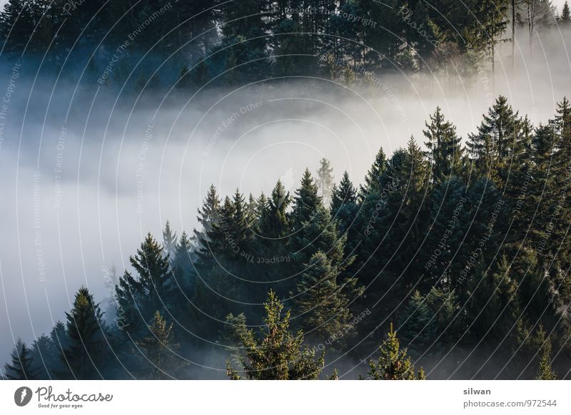 mystische Aussicht #3 Natur Landschaft Herbst Nebel Baum Wald Ferne gruselig kalt grün weiß Zufriedenheit ruhig einzigartig Erholung Bantiger Bern unklar