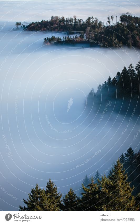 mystische Aussicht #5 Natur Herbst Nebel Baum Wald glänzend groß Unendlichkeit gruselig schön stachelig braun grau grün geduldig ruhig Traurigkeit Einsamkeit