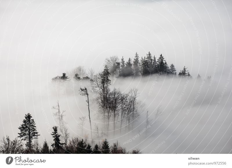 mystische Aussicht #6 Natur Landschaft Herbst Schönes Wetter Nebel Baum Wald ästhetisch bedrohlich fantastisch Ferne Unendlichkeit gruselig kalt Spitze grau