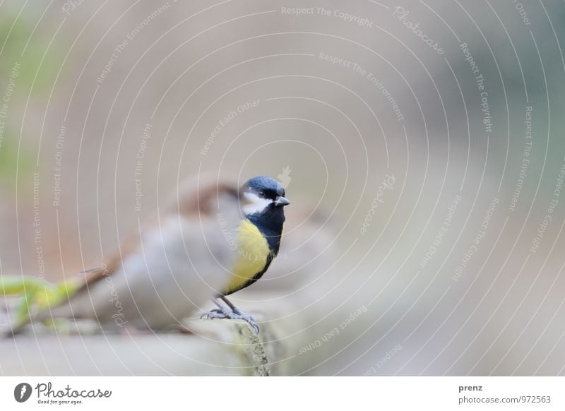 Vögel Umwelt Natur Tier Herbst Winter Wildtier Vogel 3 gelb grau Meisen Spatz Park Farbfoto Außenaufnahme Menschenleer Textfreiraum rechts Tag