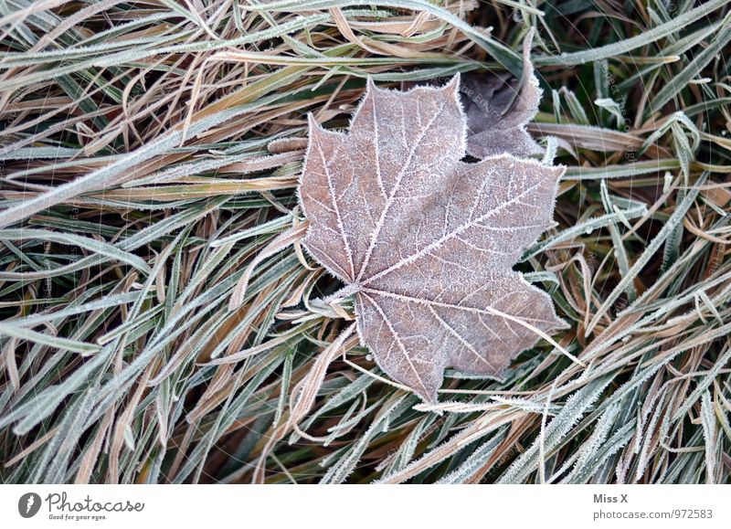 Eis auf Eis Natur Winter Wetter schlechtes Wetter Frost Schnee Gras Blatt kalt Gefühle Stimmung Traurigkeit Trauer Tod Raureif gefroren Ahornblatt Farbfoto