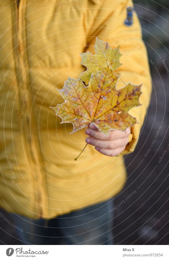 geeist Mensch Kind Kleinkind Mädchen Junge Hand 1 1-3 Jahre 3-8 Jahre Kindheit 8-13 Jahre Herbst Winter Wetter Eis Frost Schnee Blatt kalt Raureif Ahornblatt