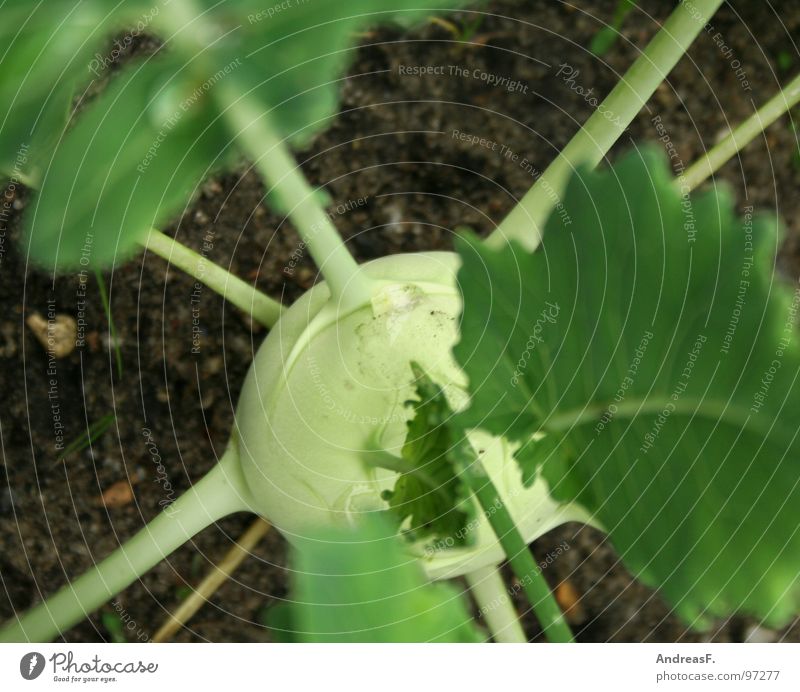 Kohlrabi grün frisch Gesundheit Vegetarische Ernährung Gemüse Natur Erde Lebensmittel Bioprodukte Bildausschnitt Anschnitt Vegane Ernährung Gesunde Ernährung