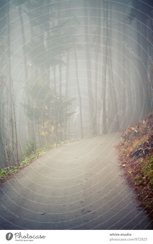 Geh da bitte nicht hinein! Baum Verschwiegenheit ruhig Traurigkeit Sorge Tod Angst Nebel Nebelschleier Nebelstimmung Nebelwald Wald Fußweg Wege & Pfade Straße