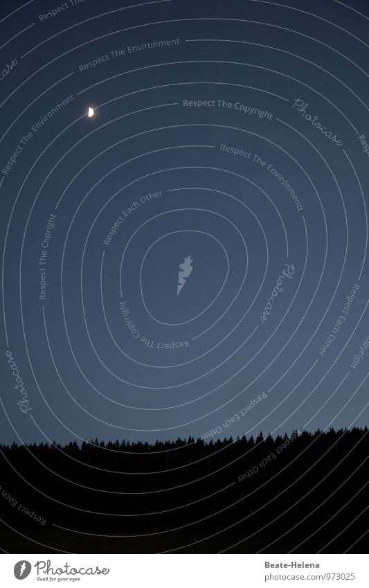 Schwarzwald bei Nacht Ferien & Urlaub & Reisen Winter wandern Natur Himmel Mond Wetter Pflanze Baum Wald Menschenleer entdecken Erholung leuchten ästhetisch