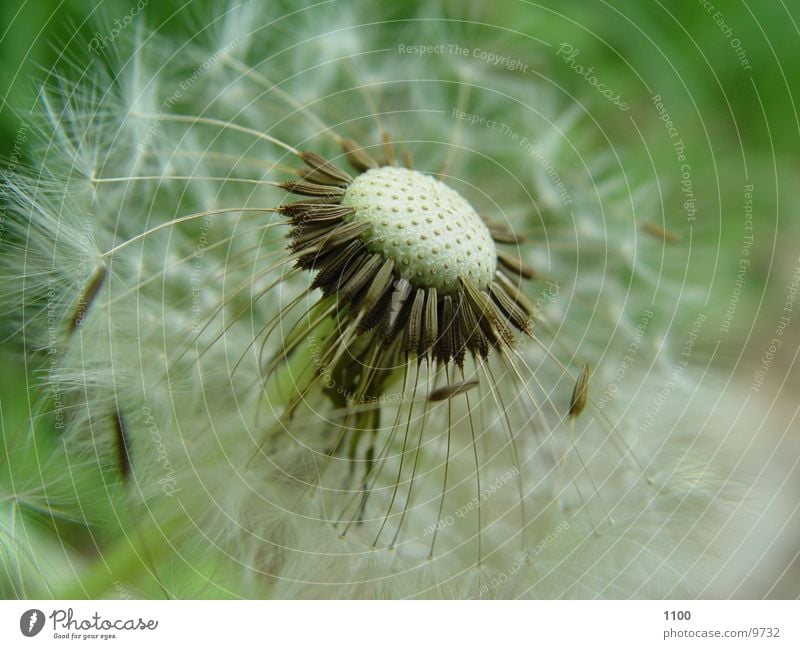 Pusteblume Blume Löwenzahn grün Wiese Makroaufnahme