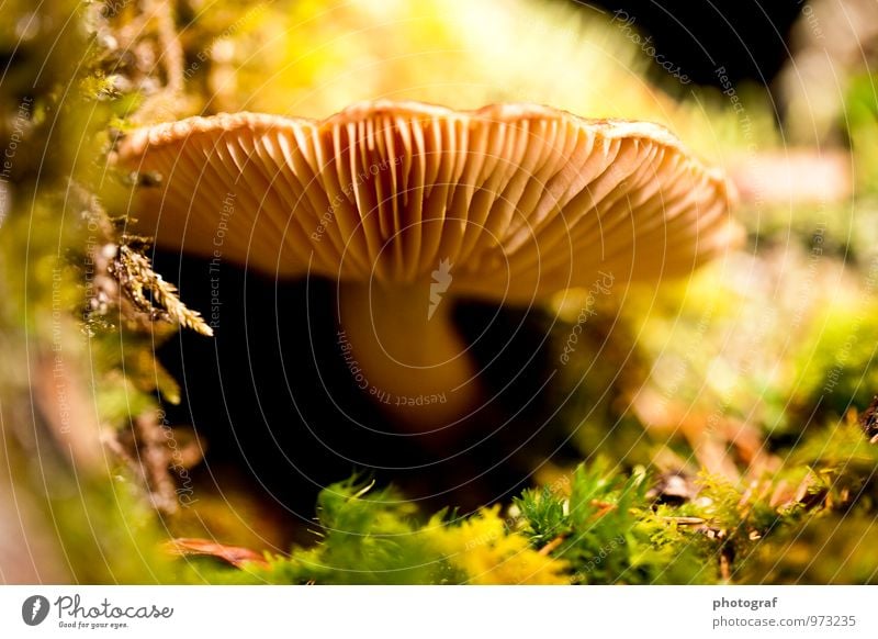 Pilz Lebensmittel Ernährung Essen Mittagessen Abendessen Sommer Sonne sprechen Kunst Luft Wasser Frühling Herbst Wetter Wind Sturm Sträucher Moos Blatt