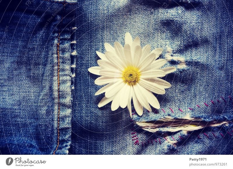 Flower Power Pflanze Blume Blüte Jeanshose Jeansstoff Hosenbeine Naht Riss Flowerpower Coolness trendy natürlich retro blau Gefühle Fröhlichkeit