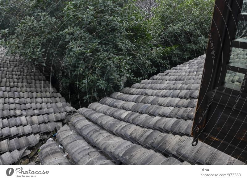 Stoßlüften Baum Xitang China Dorf Gebäude Architektur Innenhof Fenster Dach Dachrinne Dachziegel Holzfenster Fensterladen Denkmal alt grau grün Luft geschichtet