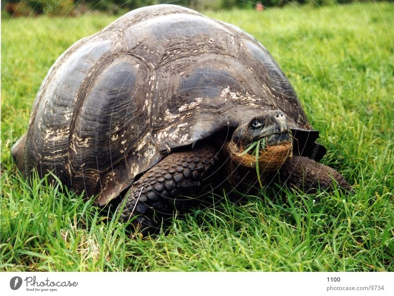 Schildkröte groß Riesenschildkröte Galapagosinseln Reptil Appetit & Hunger Wiese Südamerika grass Ernährung