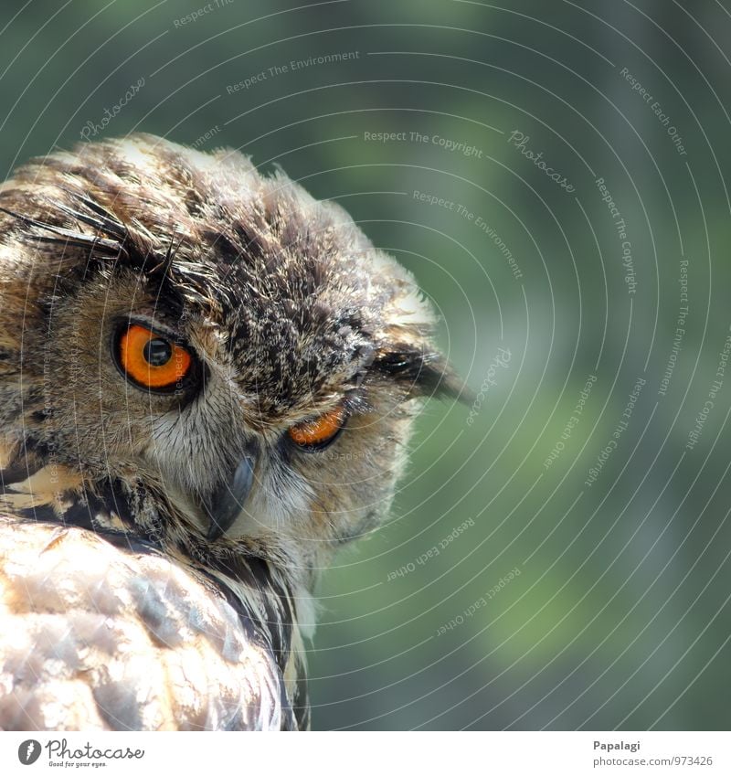 Nichts entgeht ihr... Tier Wildtier Vogel Eulenvögel Uhu 1 beobachten Jagd ästhetisch braun orange Gelassenheit geduldig ruhig Weisheit Jäger Greifvogel