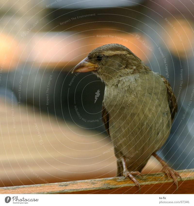 Spatz1 Vogel Taube Dach klein grau Gastronomie frech Feder fliegen