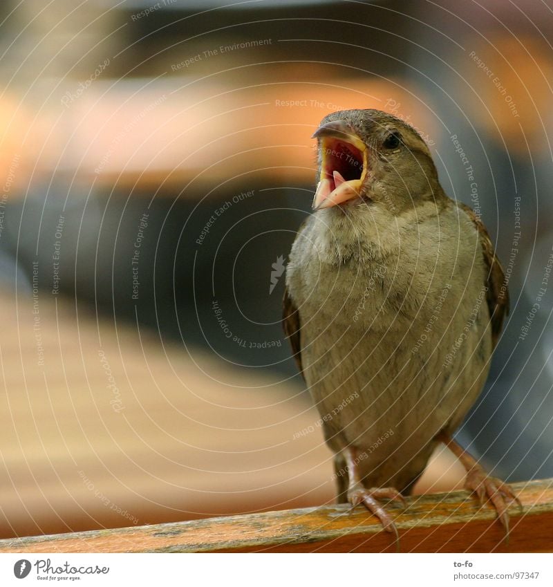 Spatz2 Farbfoto Außenaufnahme Textfreiraum links Tag Schwache Tiefenschärfe Gastronomie sprechen Tier Sommer Schönes Wetter Park Vogel Taube fliegen schreien