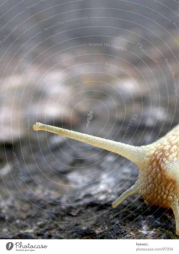 Wer hören will muss fühlen Fühler Asphalt krabbeln langsam Verkehrswege Gefühle Schnecke wer hören will muss fühlen Auge Blick berühren vortasten snail slow eye