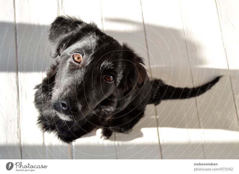 Kuckuck! Haustier Hund Tiergesicht 1 Tierjunges sitzen warten frech Freundlichkeit Fröhlichkeit einzigartig lustig niedlich schwarz weiß Zufriedenheit