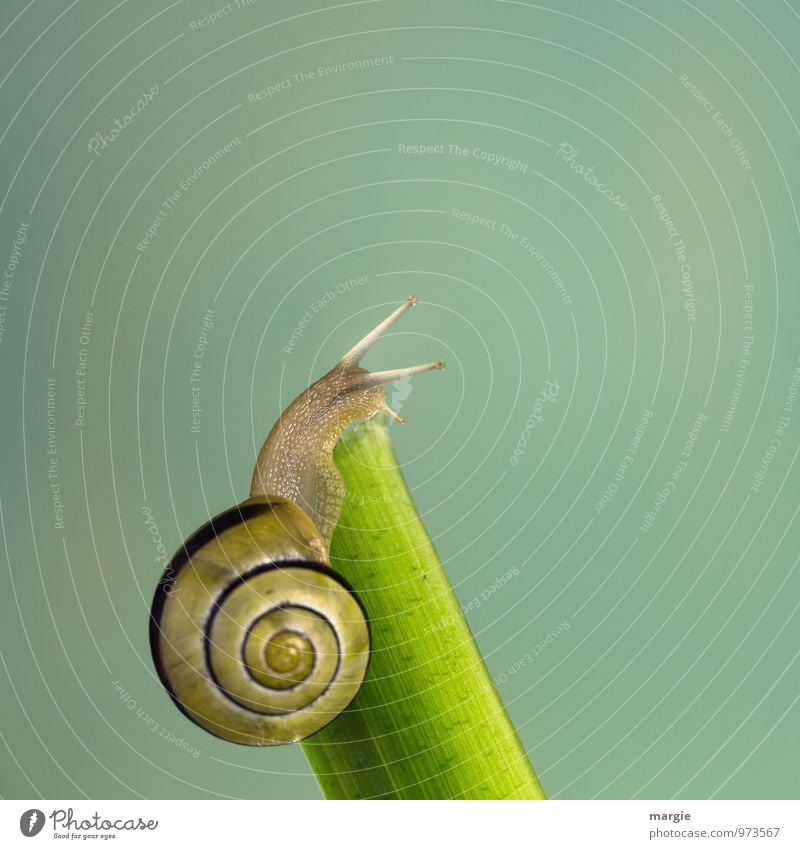 Eine gelb braune Schnecke am Ende eines Stängels mit neutralem Hintergrund Umwelt Natur Blatt Tier Weichtier 1 ästhetisch grün Gefühle schön Vorsicht