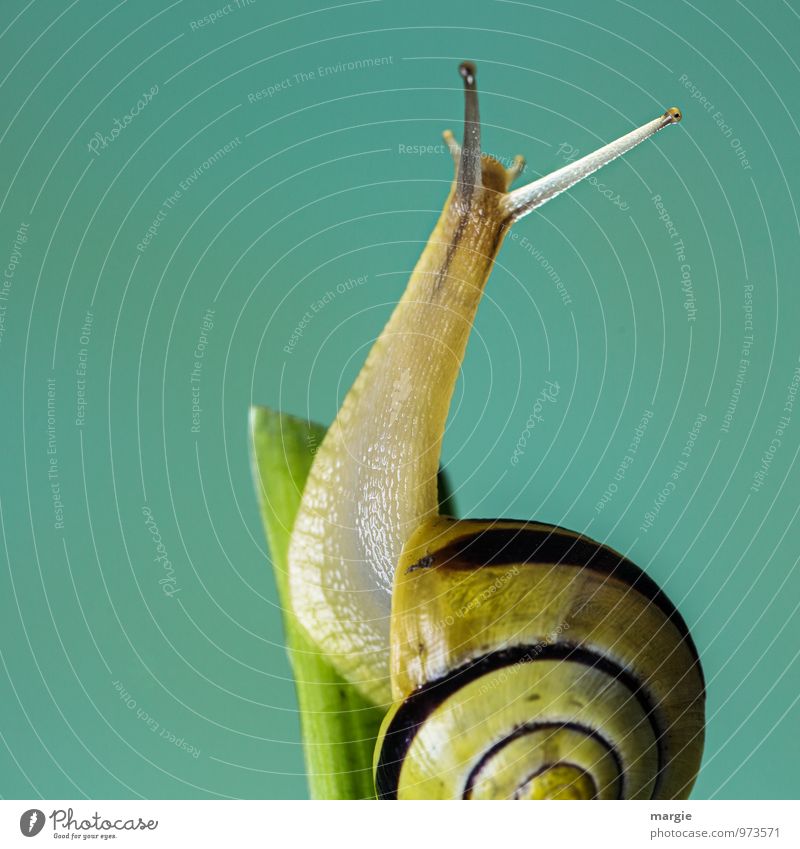 Eine gelb braune Schnecke auf einem Stängel mit neutralem Hintergrund Umwelt Natur Blatt Tier Tiergesicht 1 ästhetisch Freundlichkeit grün Gefühle schön achtsam